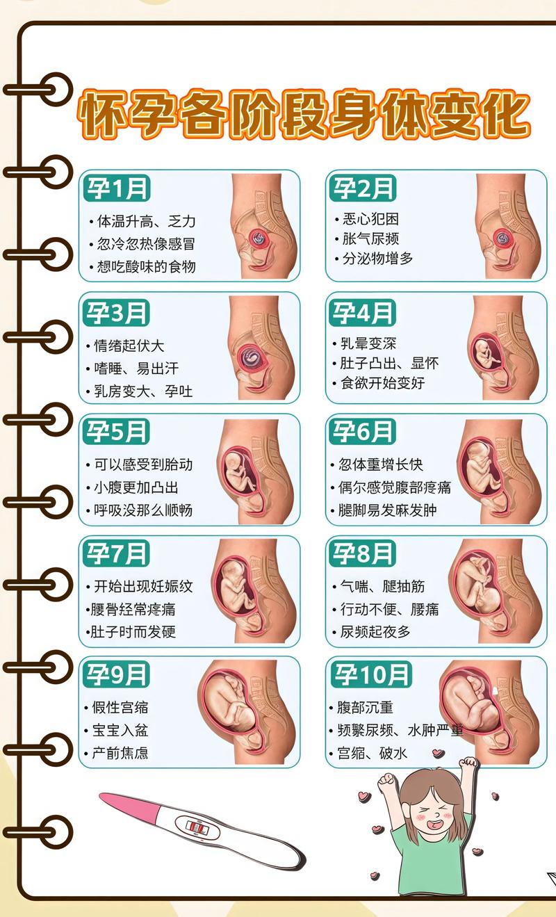 揭秘供卵代孕妈妈怀孕小腹分两节，孕期变化的奥秘定安代生机构: